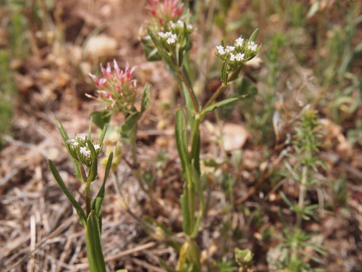 Gromwell, Corn plant